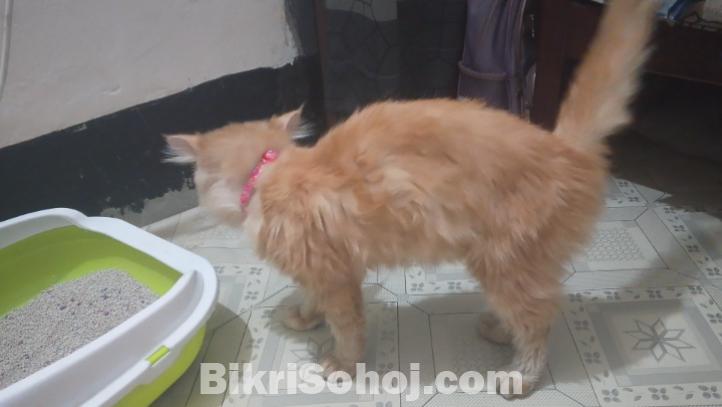 mix breed Cat